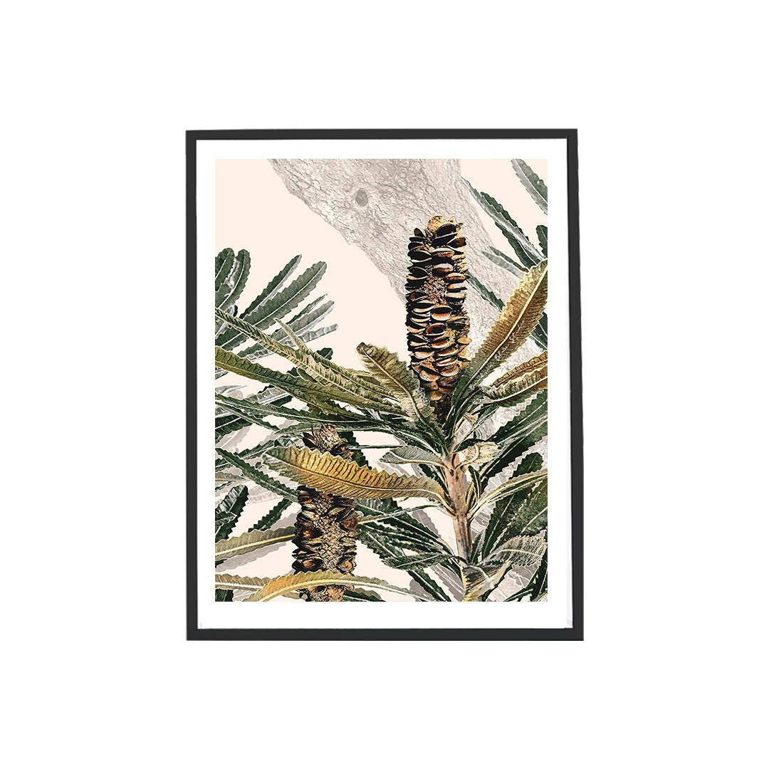 Mirambeena 3 Australian Banksia Botanical Art Print