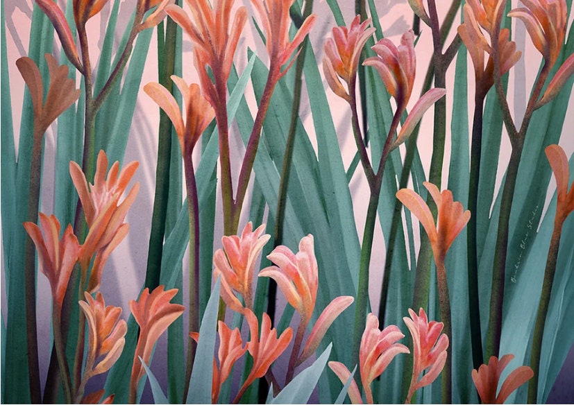 Blushing Kangaroo Paw – Australian Native Botanical Art Print