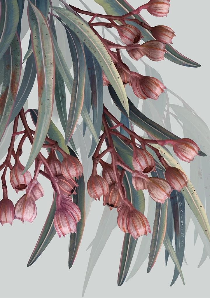 Eucalyptus Trilogy – Set of 3 Australian Botanical Digital Art Prints