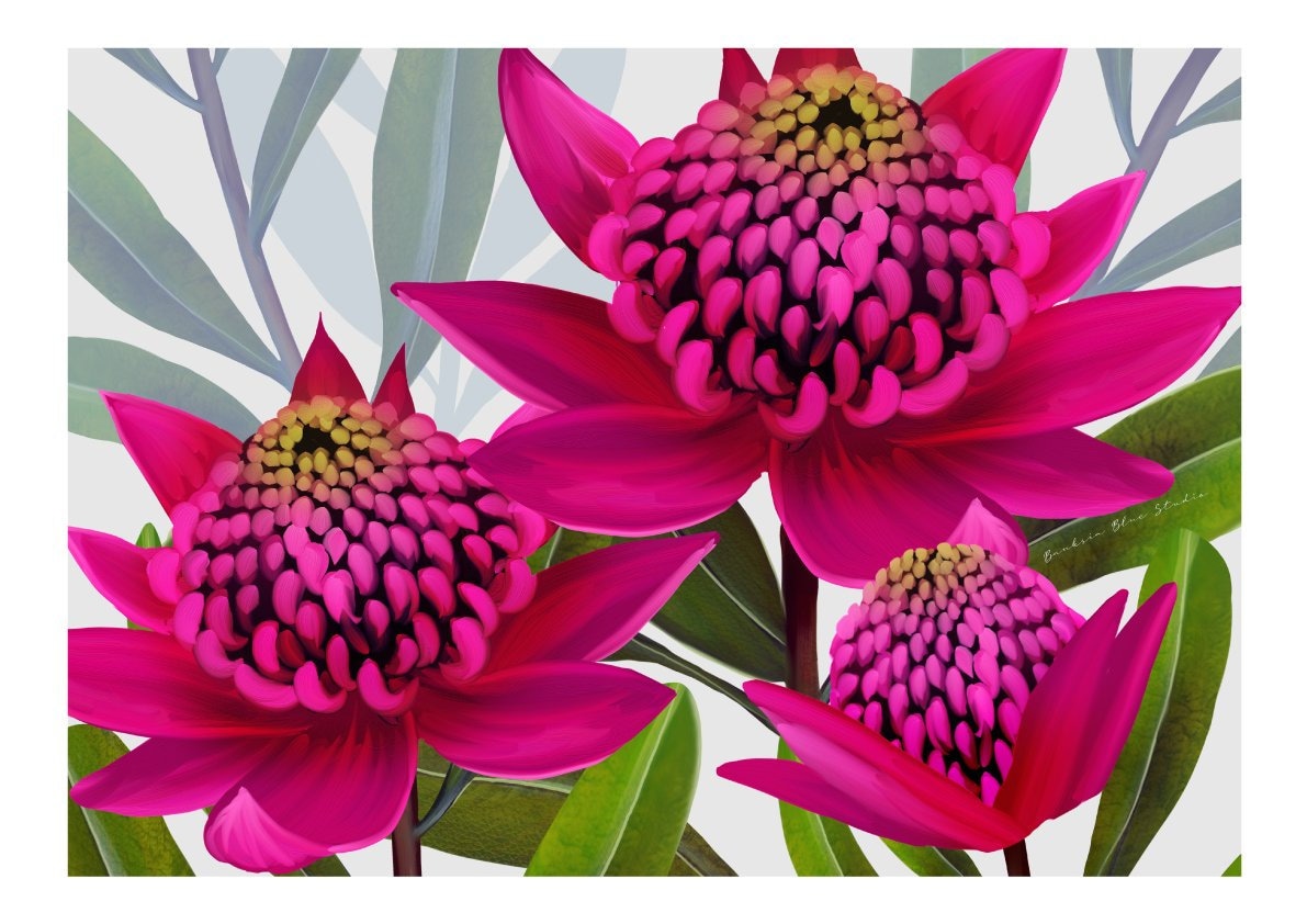 Beacon of the Bush – Pink Waratah Australian Botanical Digital Art Print