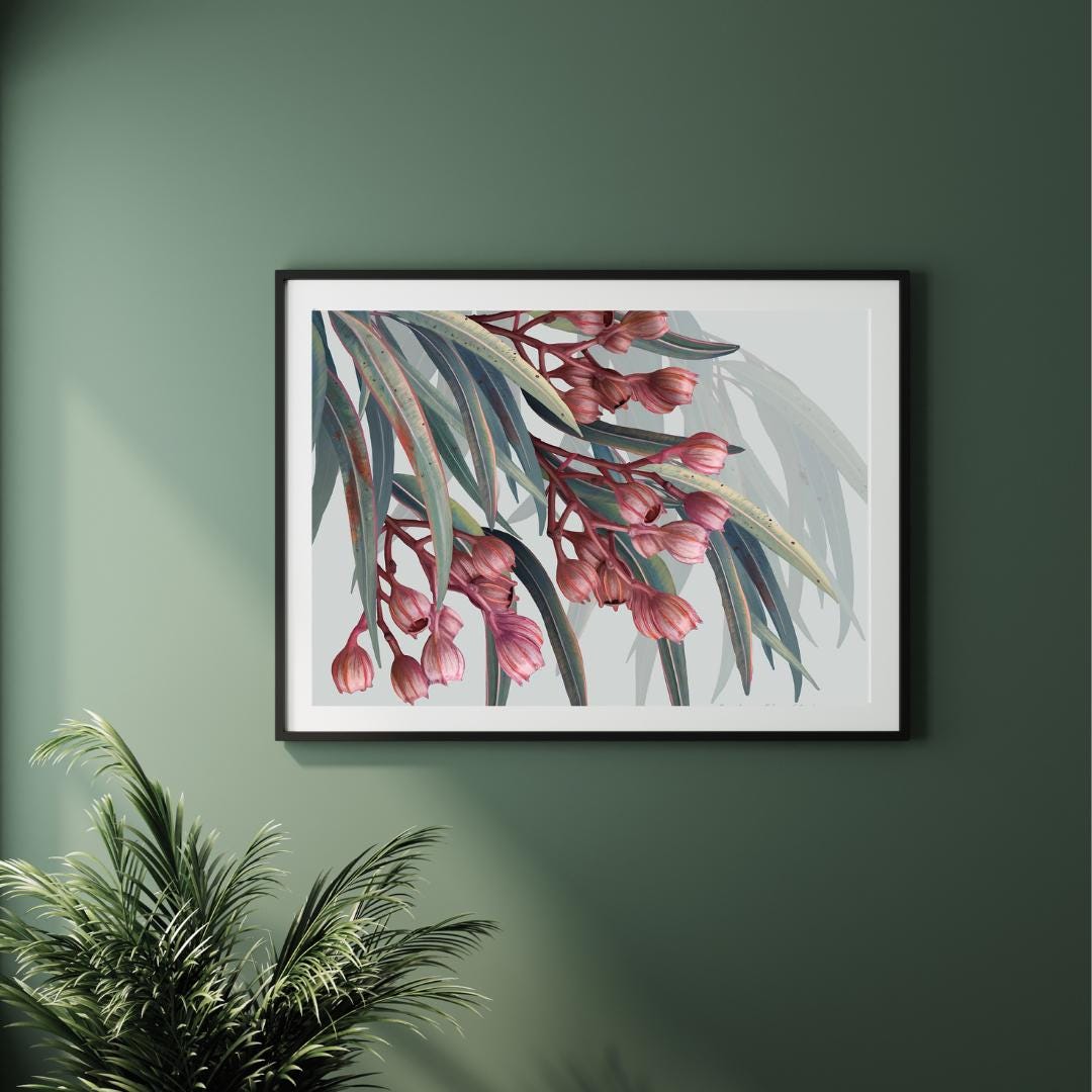 Boroondarra 1 – Blush Eucalyptus Australian Botanical Digital Print
