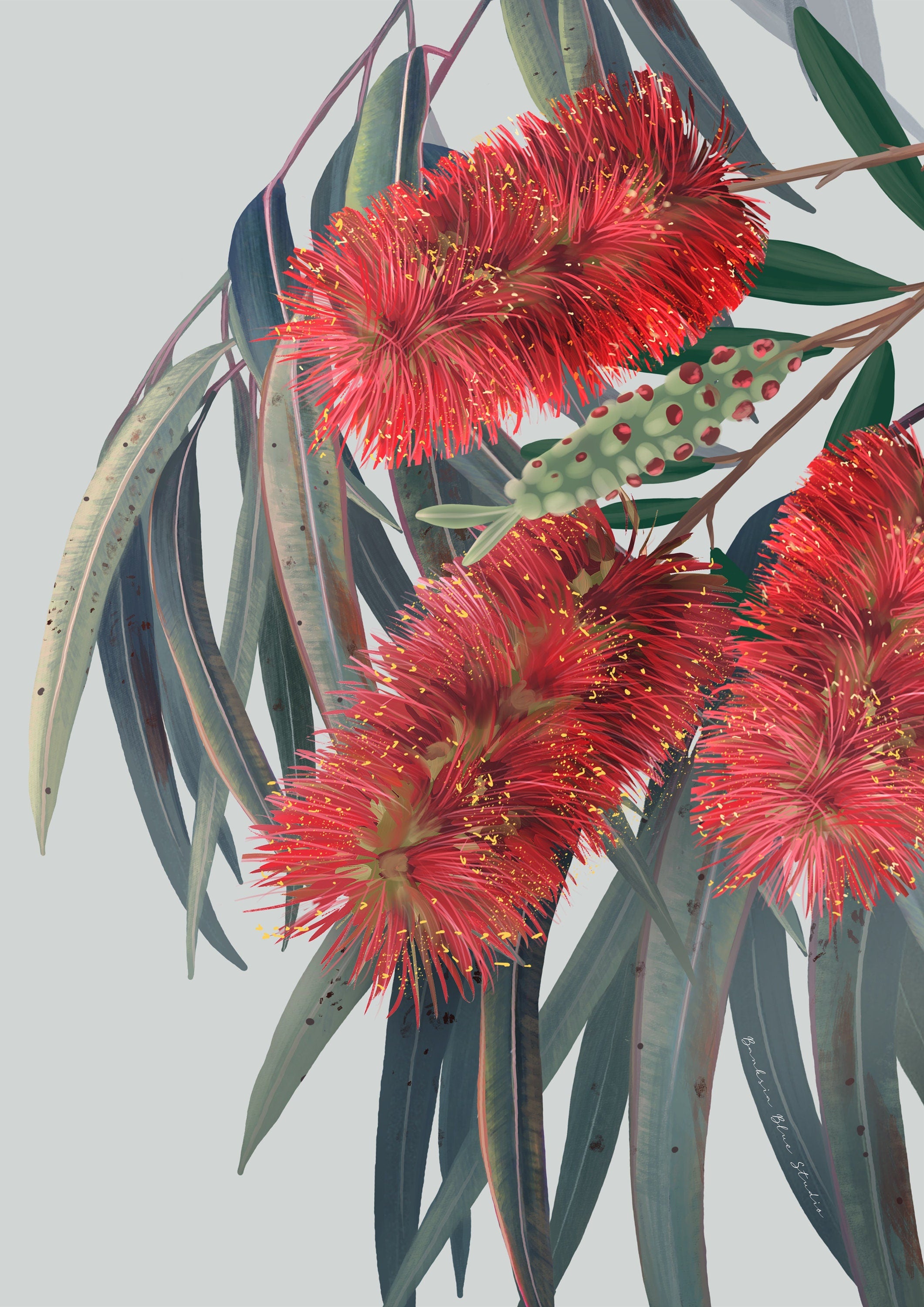 Carinya – Red Flowering Gum Australian Botanical Digital Print