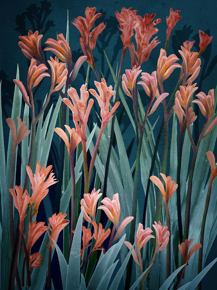 Wild Spirit Kangaroo Paw Botanical Digital Art