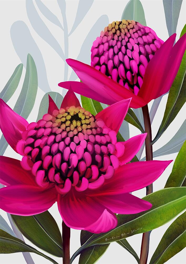 Beacon of the Bush – Pink Waratah Australian Botanical Digital Art Print