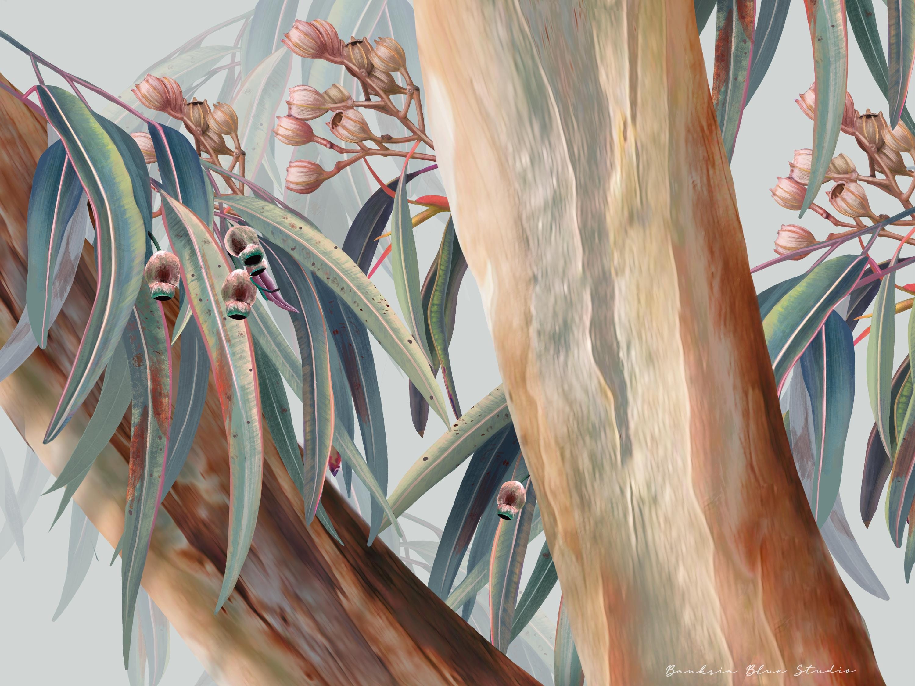 Boroondara Eucalyptus – Australian Gum Tree Botanical Art Print