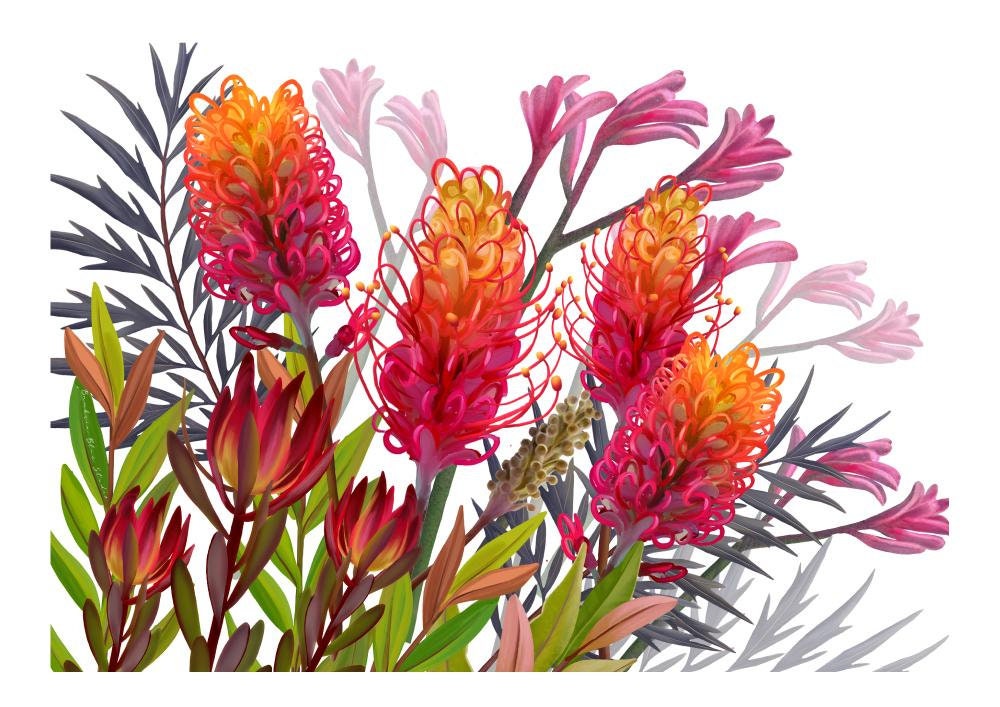 Vibrant Grevillea Australian Botanical Wall Art – Digital Download