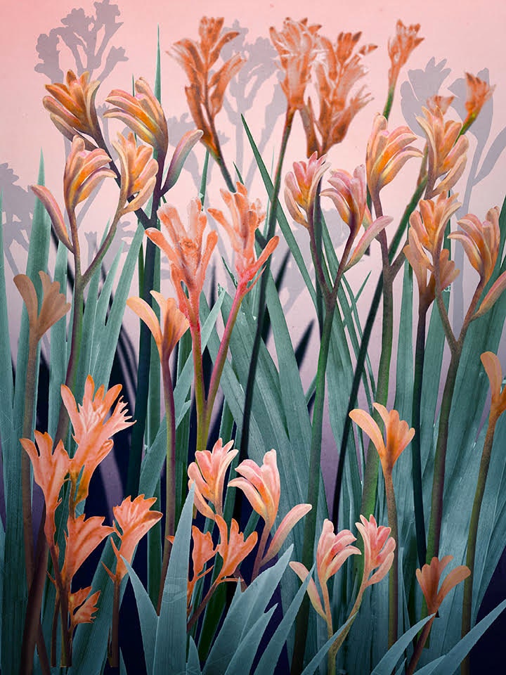 Wild of Spirit – Australian Kangaroo Paw Botanical Digital Art Print