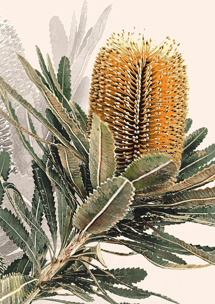 Mirambeena II – Australian Banksia Botanical Digital Art Print