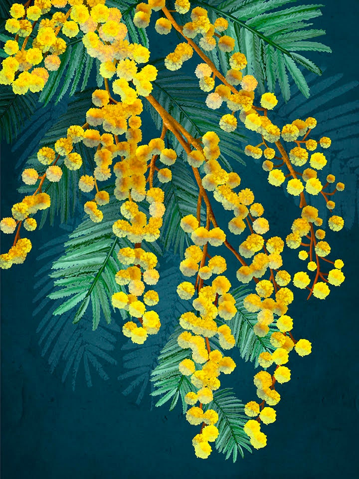 Golden Spirit Wattle Flower Digital Download Print