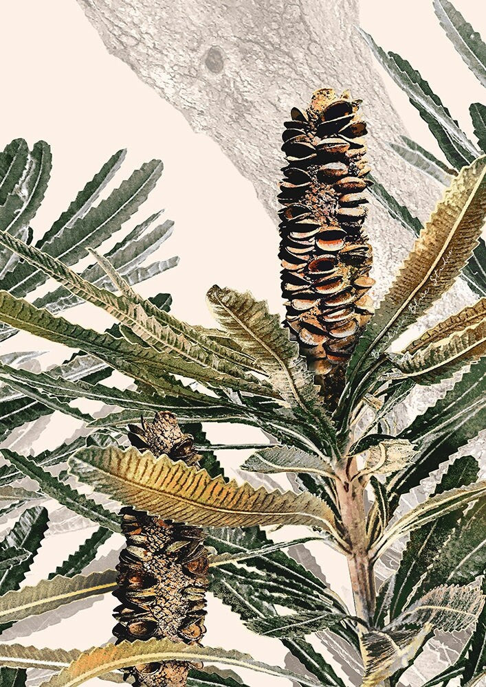 Australian Banksia Botanical Prints – Set of 3 Digital Art Downloads