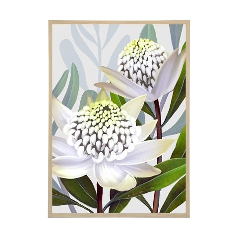Beacon of the bush - Australian Waratah Botanical Art Print