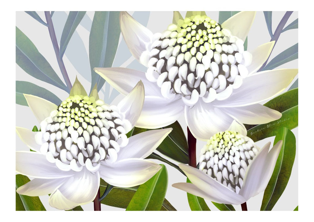 Beacon of the Bush – White Waratah Landscape Digital Art Print