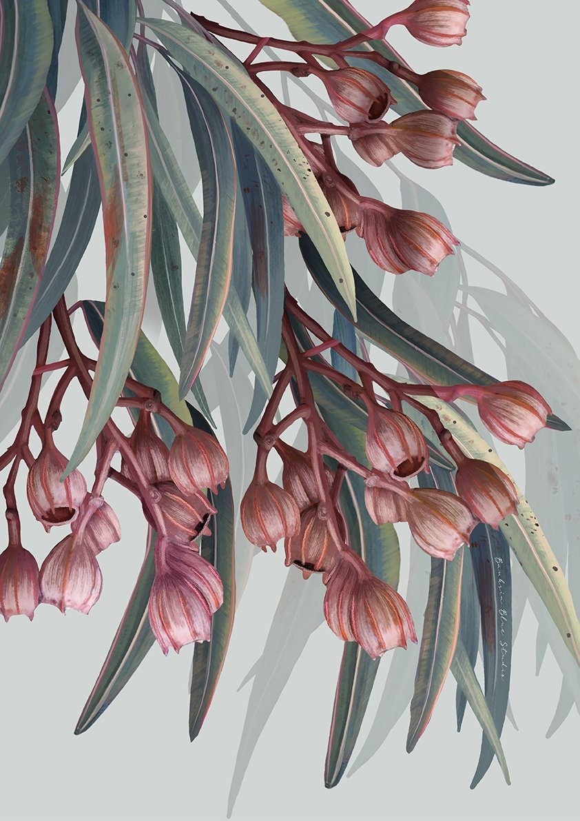 Boroondara 1 Eucalyptus – Australian Gum Tree Botanical Art Print
