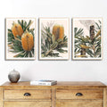 Australian Banksia Botanical Prints – Set of 3 Digital Art Downloads