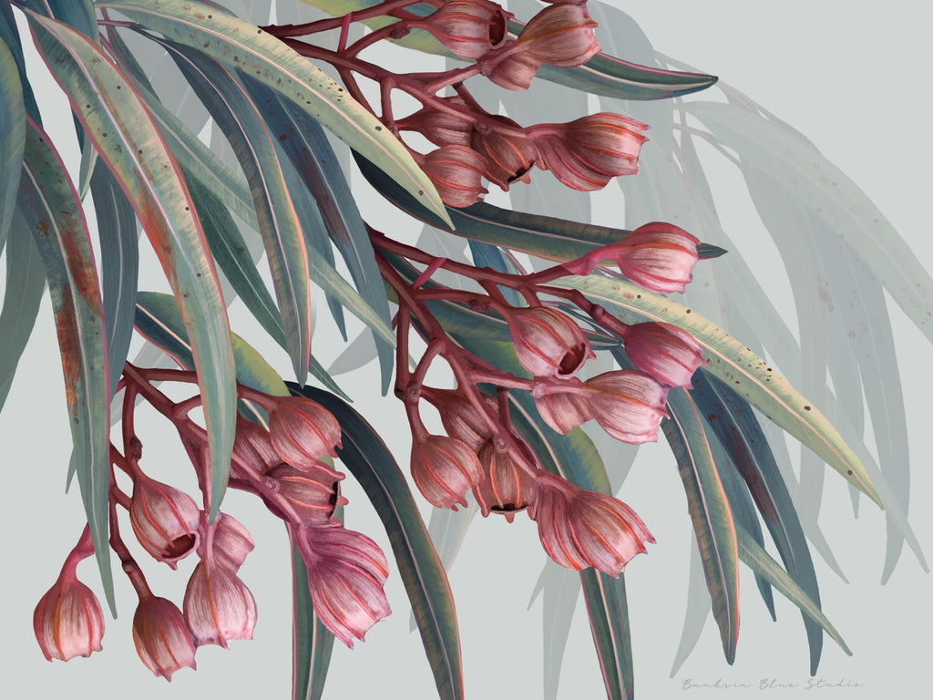 Boroondarra 1 – Blush Eucalyptus Australian Botanical Digital Print