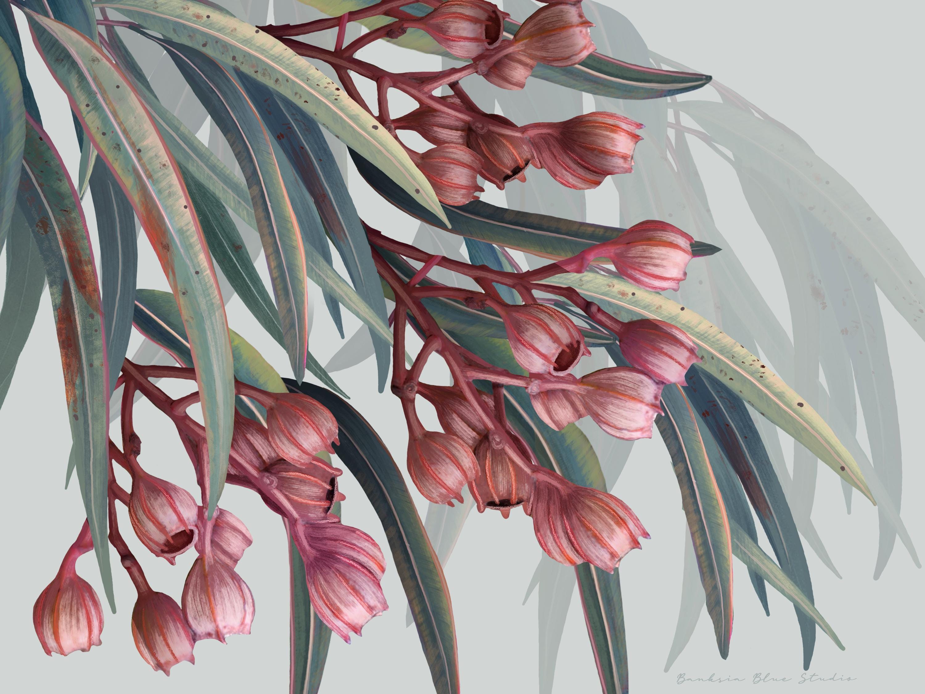 Boroondarra 1 – Blush Eucalyptus Australian Botanical Digital Print