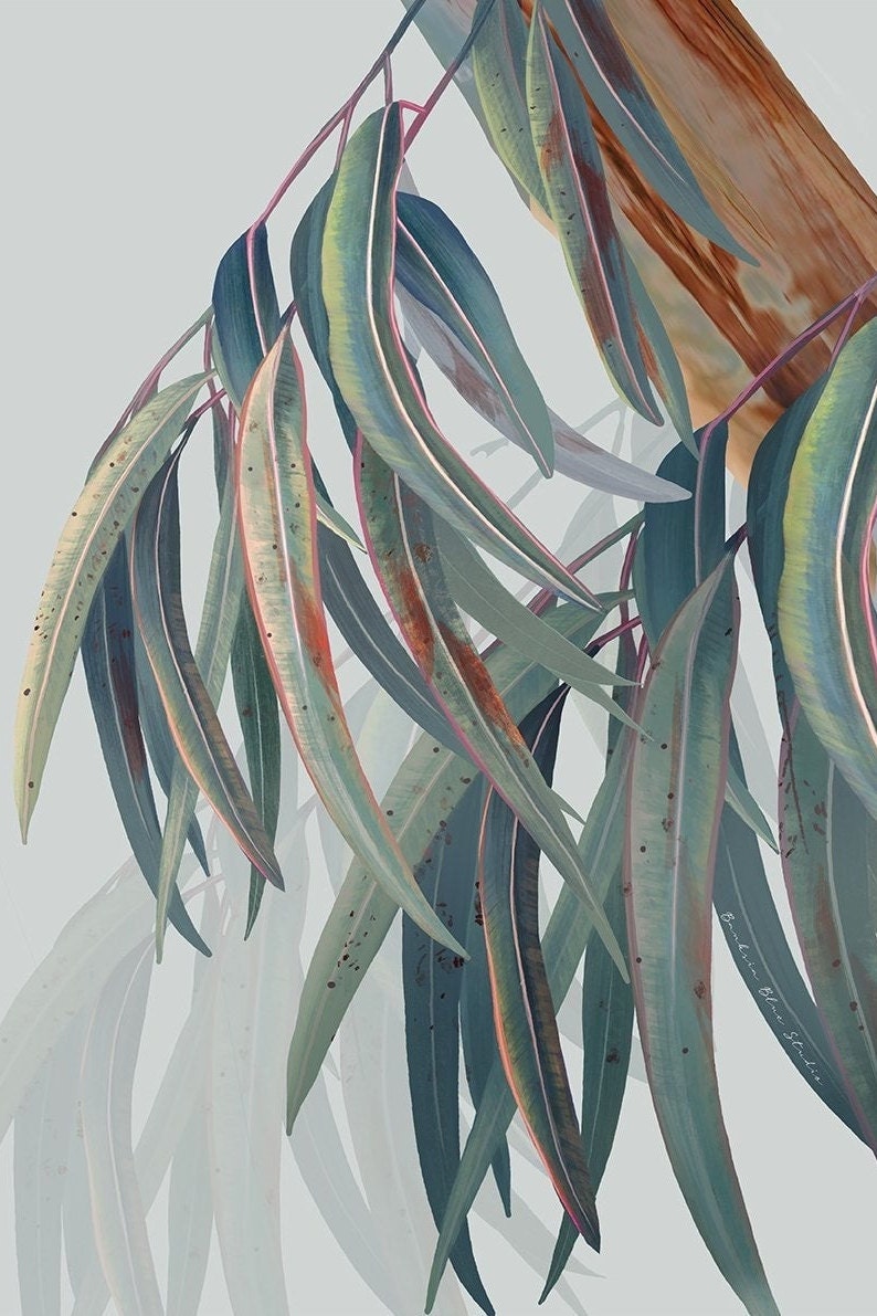 Whispering Eucalyptus – Australian Botanical Portrait Digital Art Print