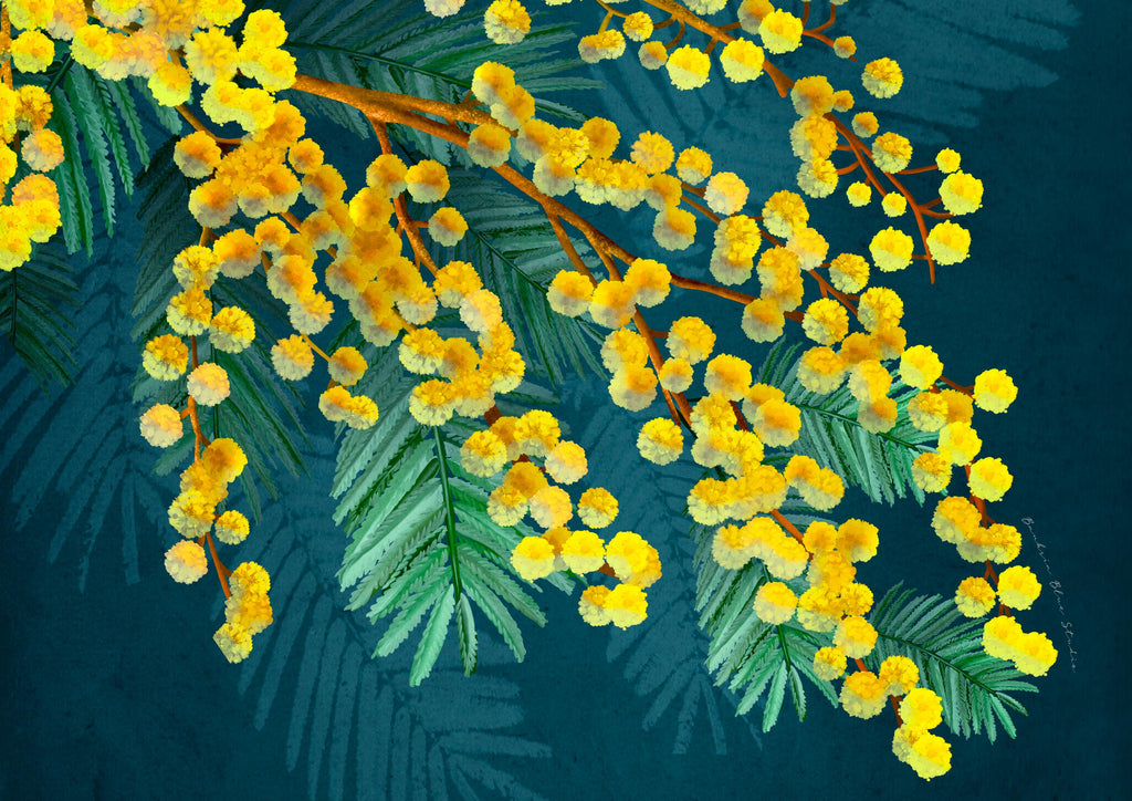 Golden Wattle – Australian Native Botanical Digital Art Print