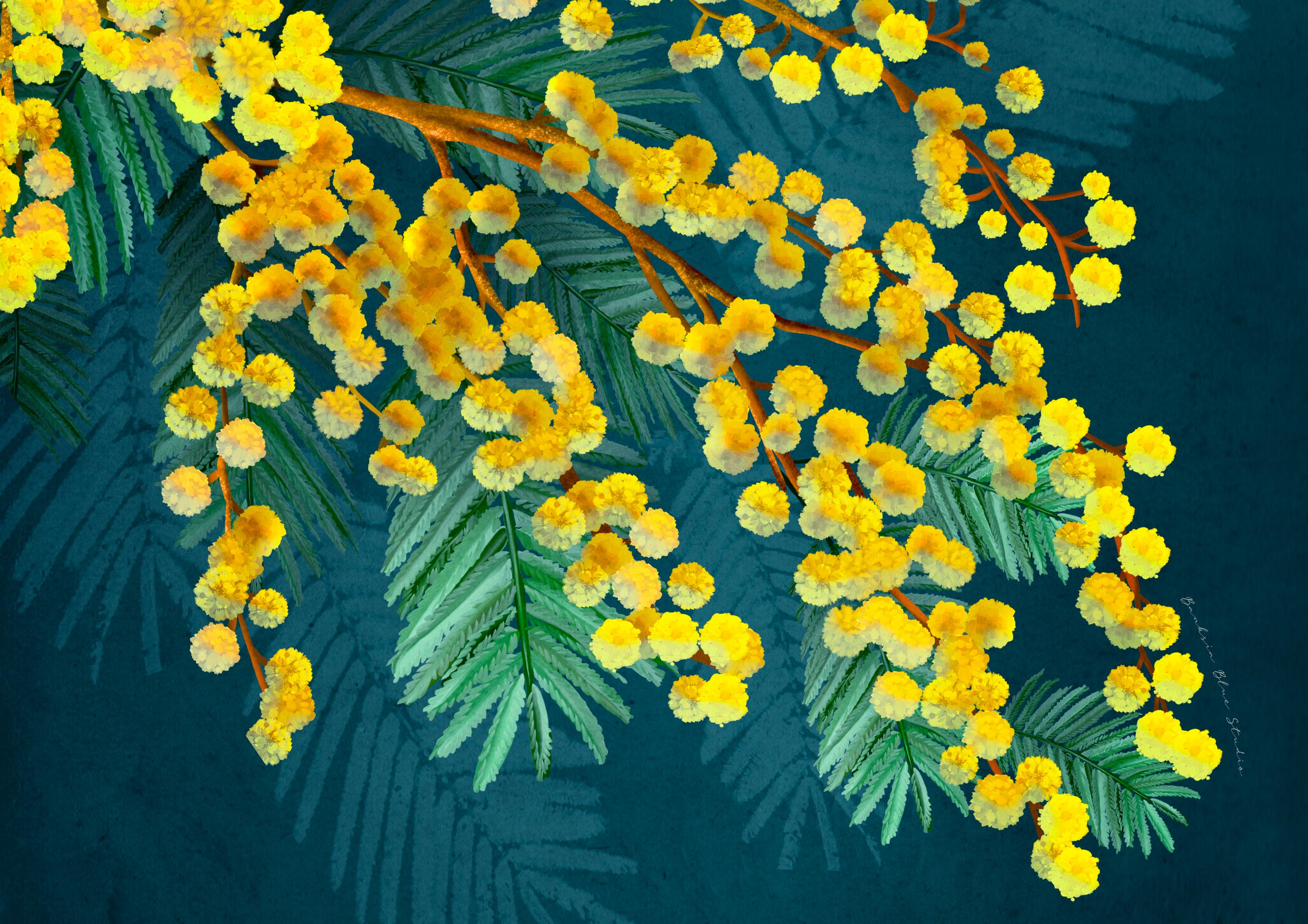 Golden Wattle – Australian Native Botanical Digital Art Print