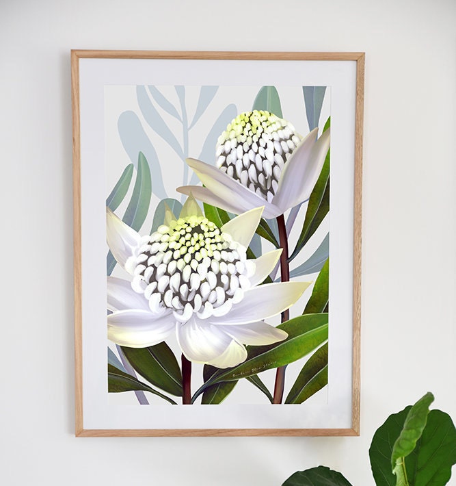 Beacon of the bush - Australian Waratah Botanical Art Print